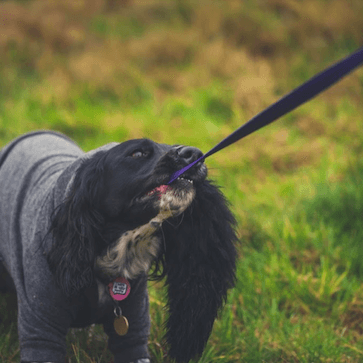 Toy Testers’ Verdicts: Sheepskin Chaser Toy