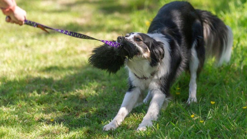 Collie Playing with Tug Toy