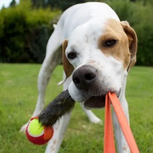Dog with Tug Toy