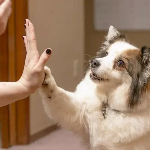 Dog Learning Paw trick