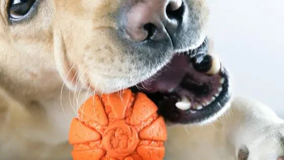 Dog Chewing Toy