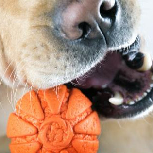 What Are The Best Toys For Dogs That Like To Chew?