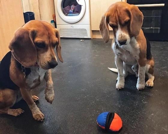 Two Beagles in a kitchen playing with a food toy