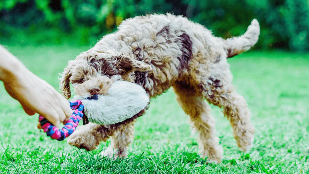 Puppy Playing with Squeaky Tug