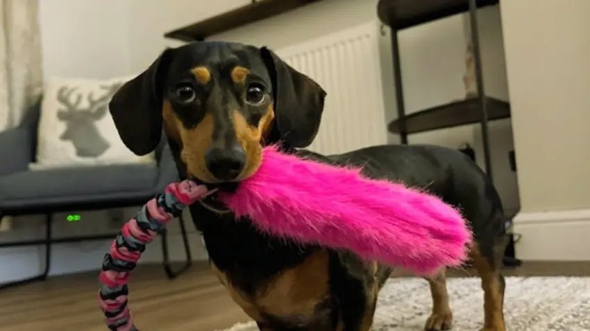 Help! My Dog Keeps Biting The Handle of My Tug Toy!