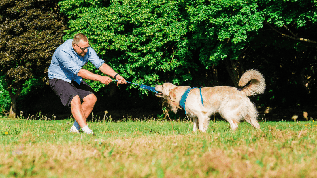 The Best Toys For Retrievers - 3 Top Toy Picks