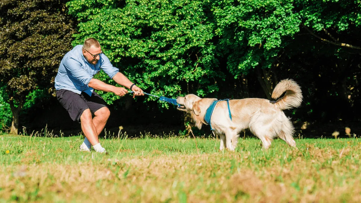 Golden Retriever playing tug on grass