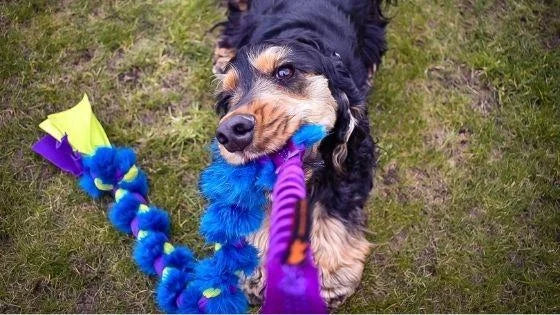 3 Reasons The Twizzler is the ULTIMATE tug toy