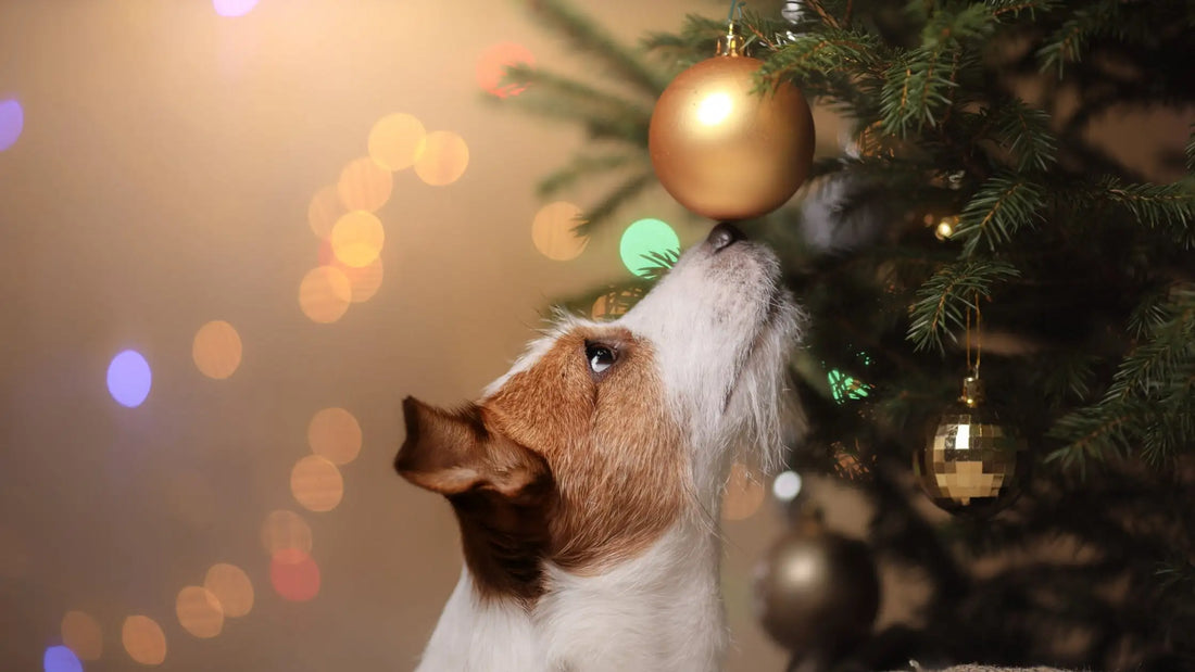 Small dog with a Christmas Tree Bauble 
