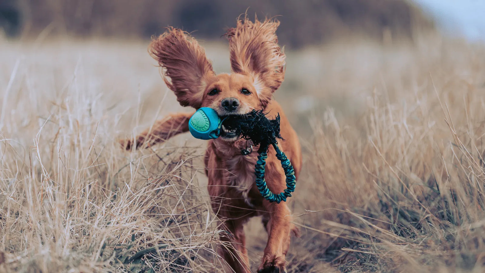 Gundog Training with Tug Toy in Field