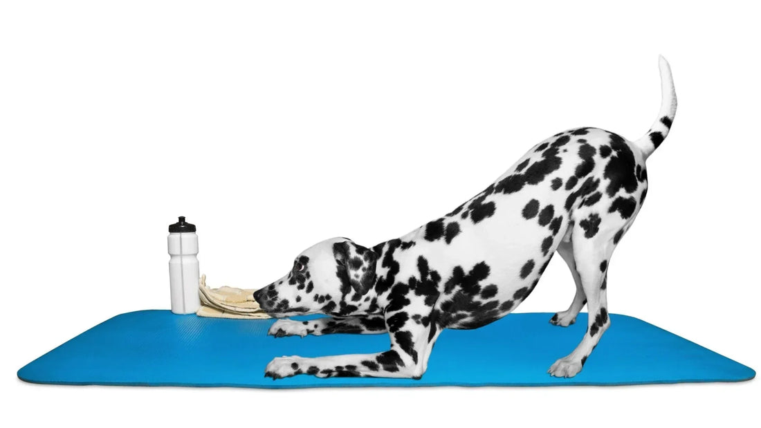 3 Ways Pilates Can Do Wonders For Your Dog’s Wellbeing