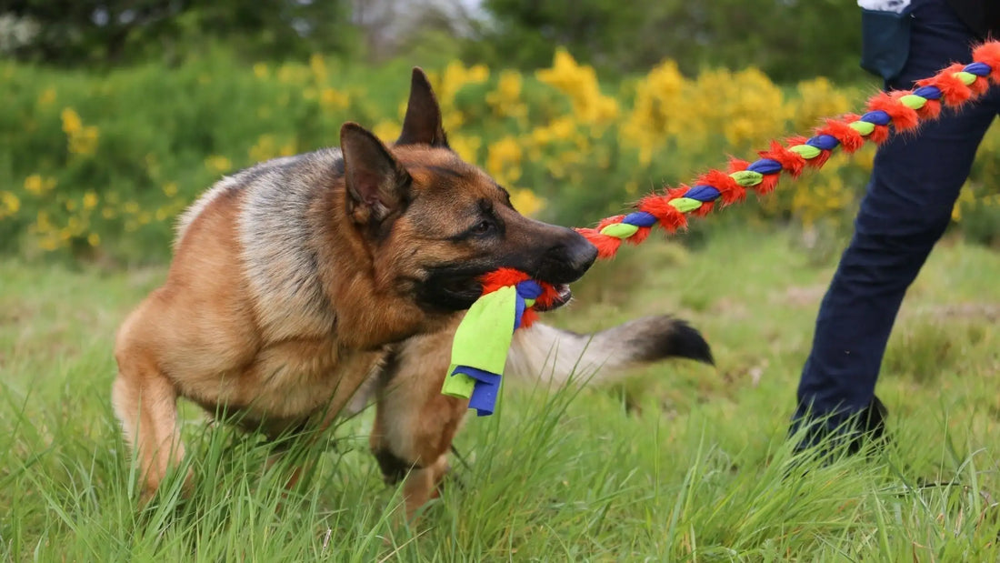 3 Reasons You Should Play Tug With Your Dog