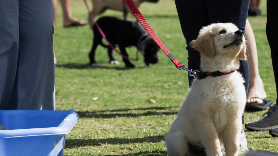 Puppy with red lead, at a dog training class