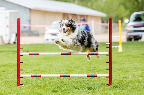 Are You Pushing Your Dog Too Hard In Training? Here’s 3 Ways To Know…