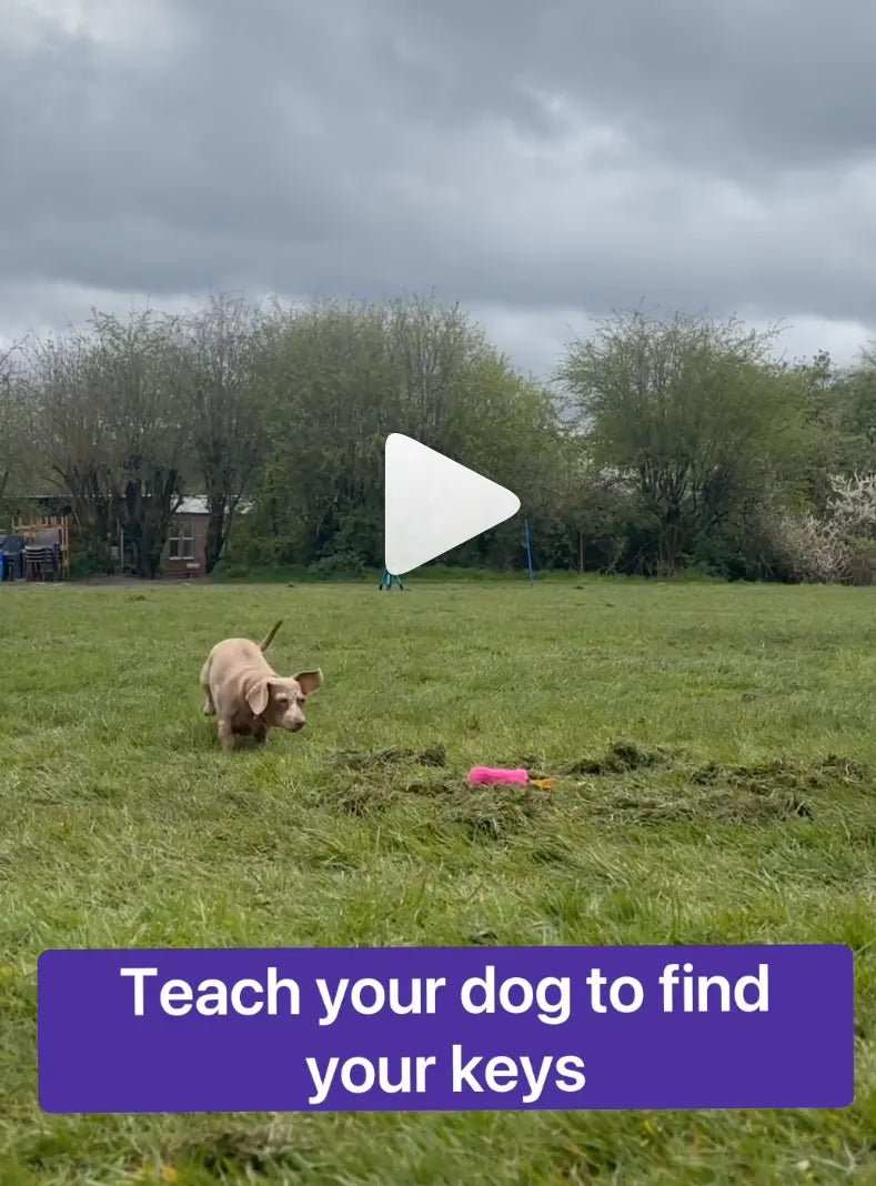 teaching a dog to find keys