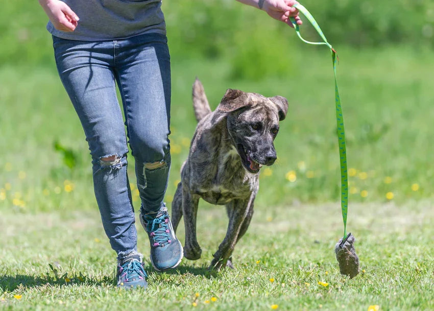 Dog Playing With Interactive Chaser Toy
