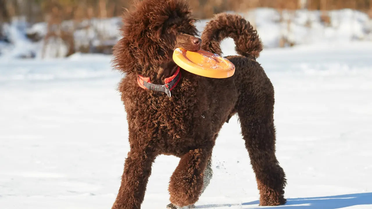 How to teach your dog to play frisbee