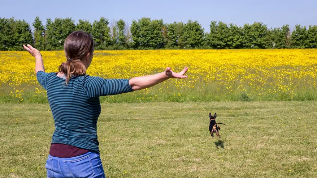 dog ignoring recall as their frustrated owner throws their hands up in dismay