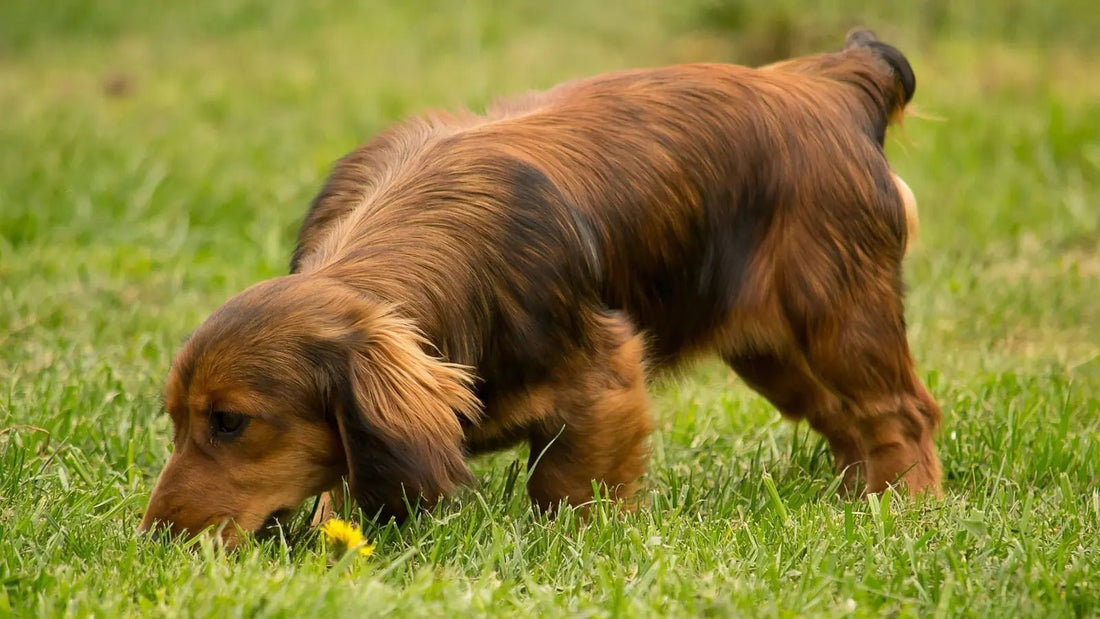 Dog Sniffing in Grass
