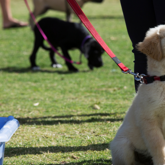 What to look out for when choosing a dog trainer or club