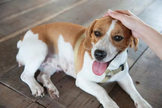3 Winning Ways To Show Your Dog They’ve Done An Awesome Job