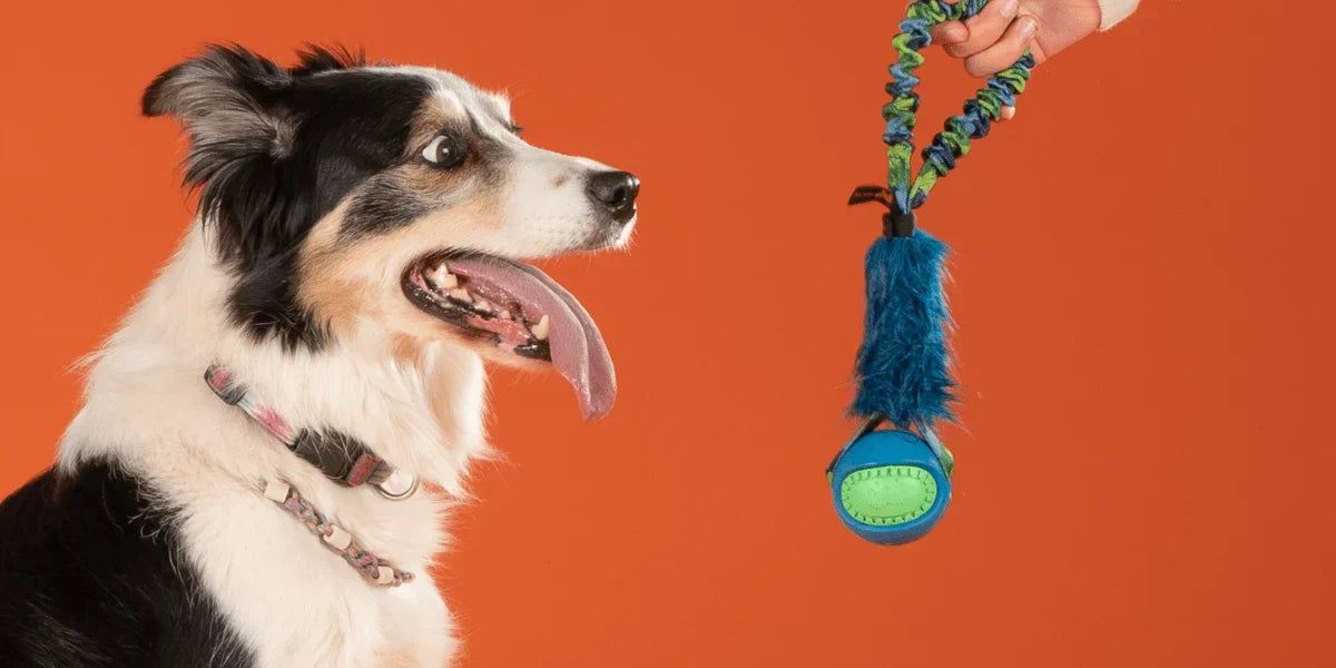 Collie Dog Looking at Pocket PowerBall Bungee Toy.