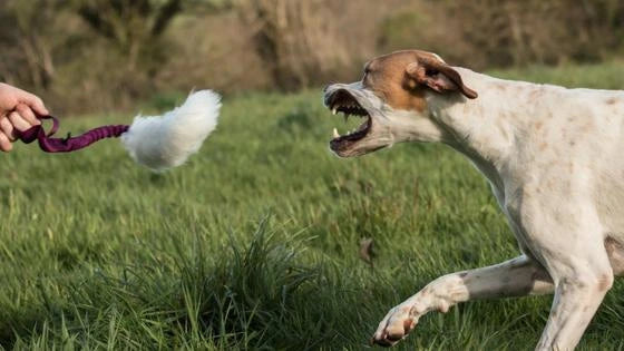 6 Steps To Getting The Absolute Best From Your Tug Toy