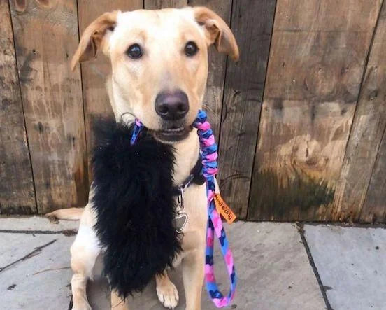 3 Reasons You Need The Wondabaa Bungee In Your Life