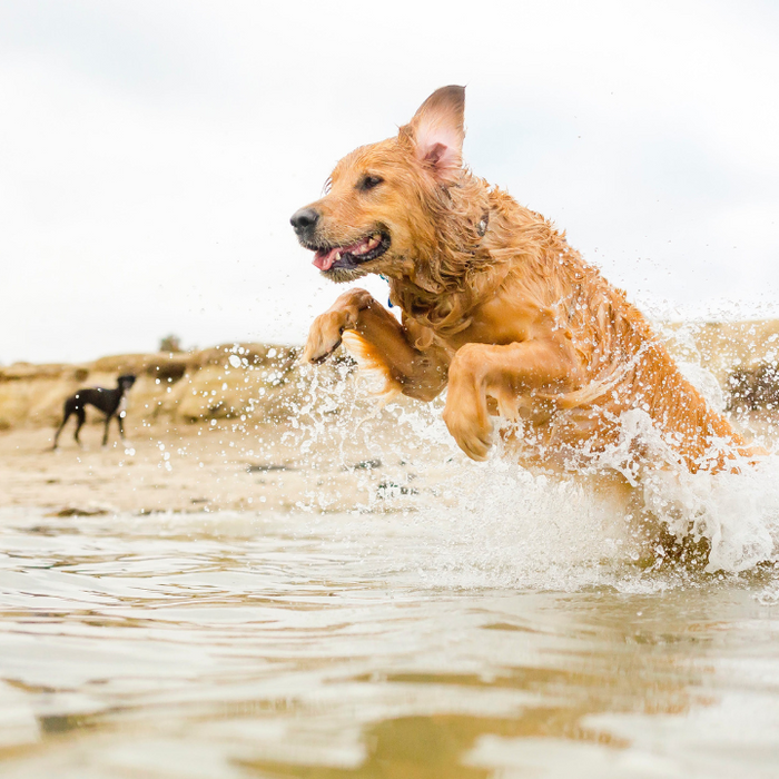 Dogs & Swimming: 7 tips for staying safe