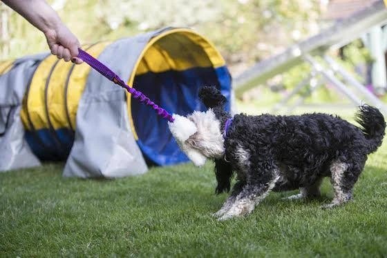 Doodle Playing Tug at Agility Course