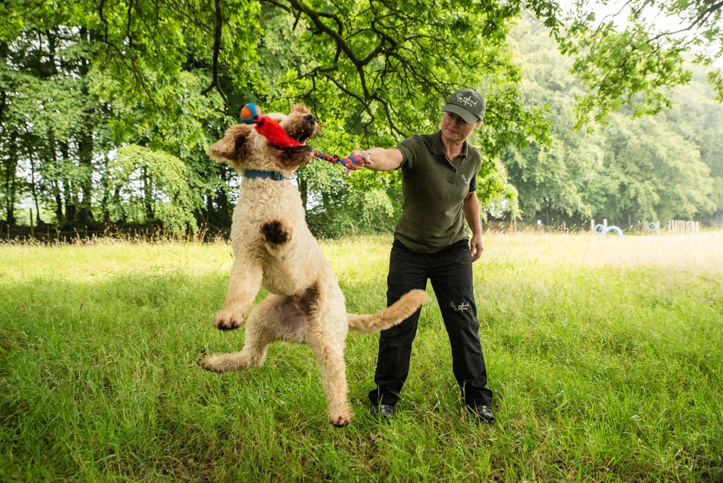 Our Top Toy Picks: The Best Toys For Doodles 🐩🐕