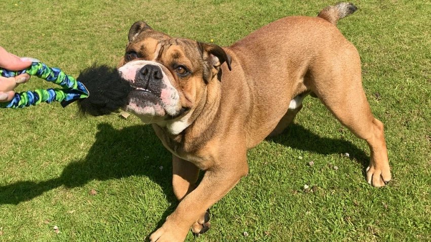 English Bulldog with Sheepskin Tug Toy playing on Grass