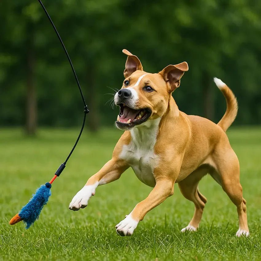 Dog Playing with Tug Toy on Flirt Pole