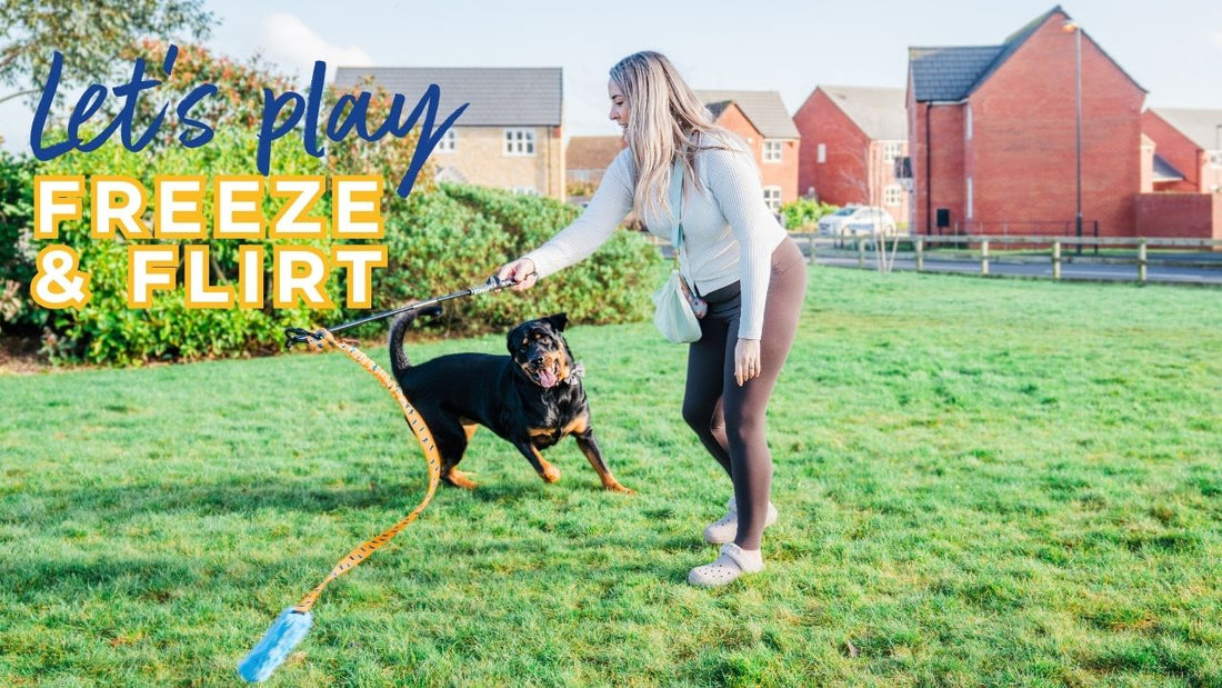Freeze & Flirt: Unleash your dog's natural instincts in a fun way