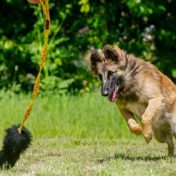 Rescue dog approved: Top toy picks for rescue dogs