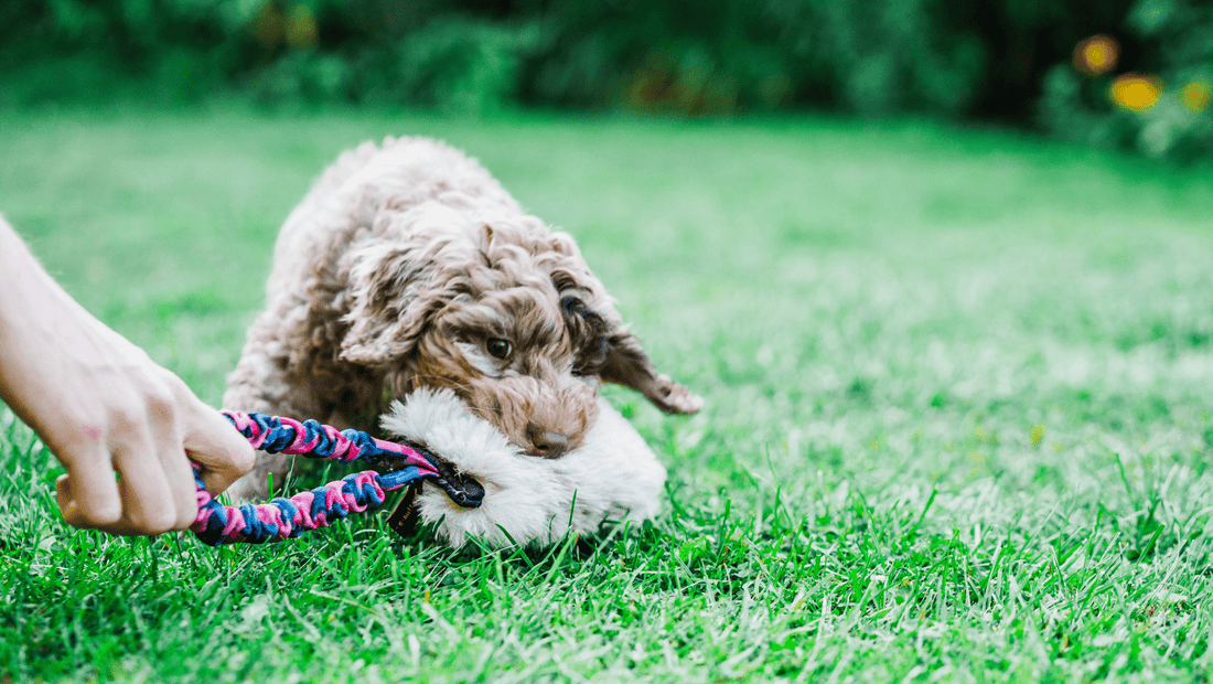 Your complete guide to getting a puppy (& getting it right from the start)