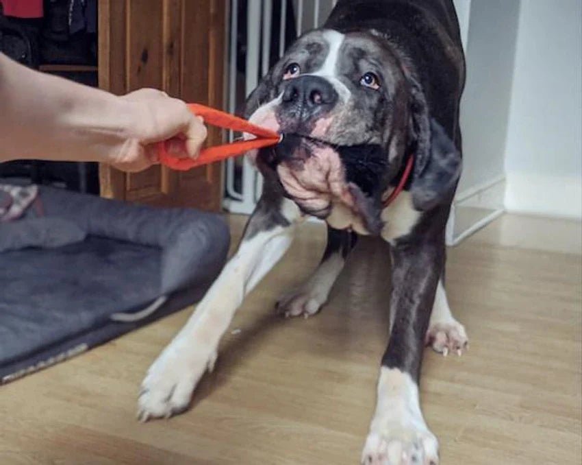 Giant Breed Dog playing Tug