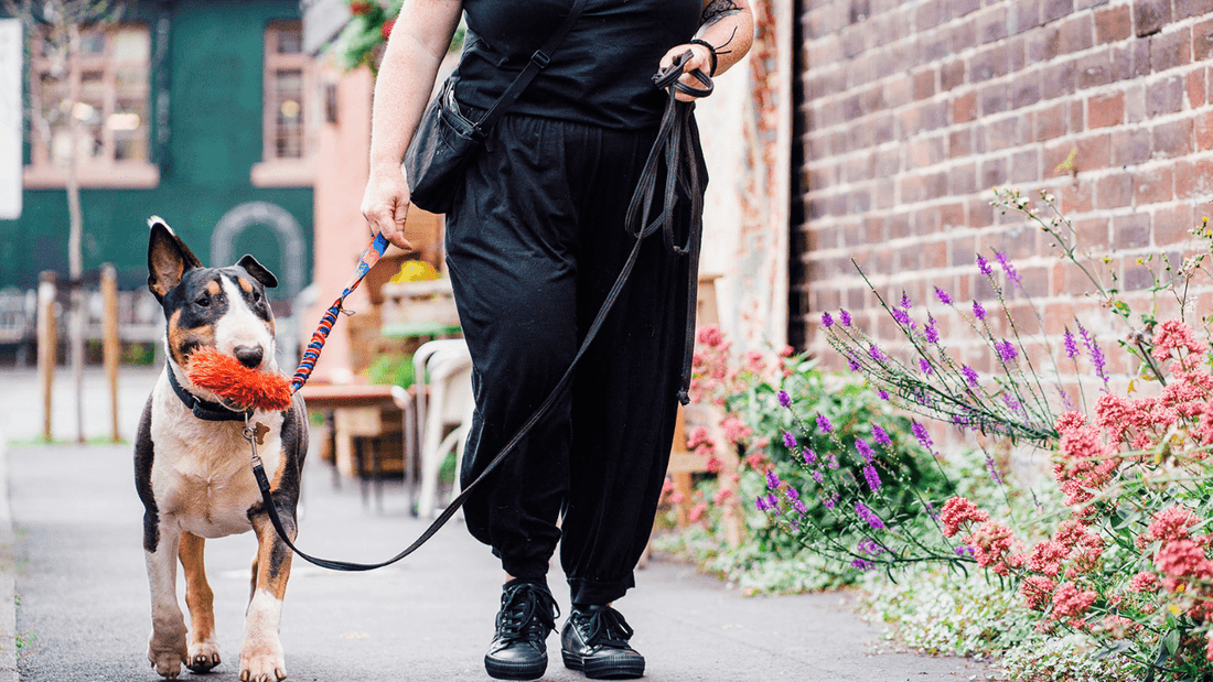 How To Master… Loose Lead Walking