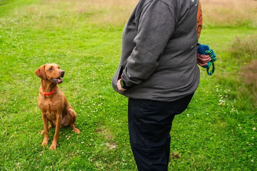 Dog being taught impulse control