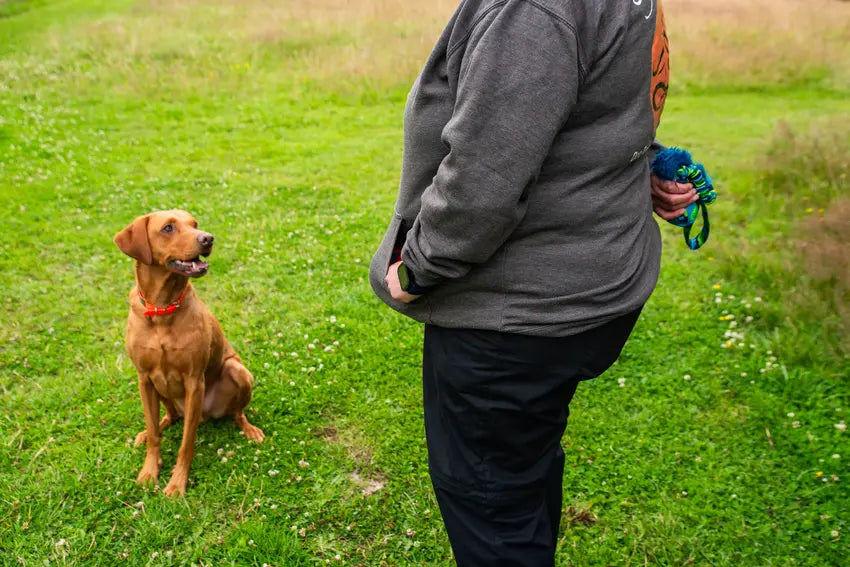 Dog being taught impulse control