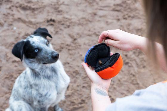 Canine Enrichment: Is It Just A Fad?