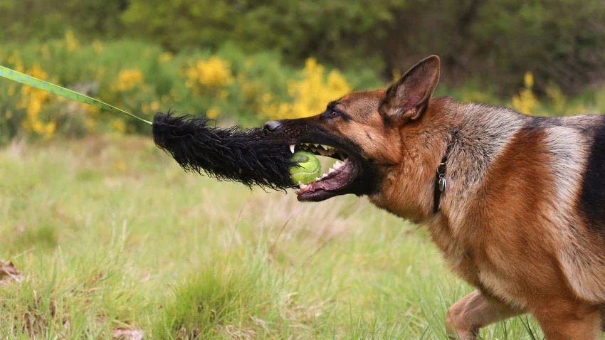 German Shepherd with Tennis Ball Tug Toy in its mouth
