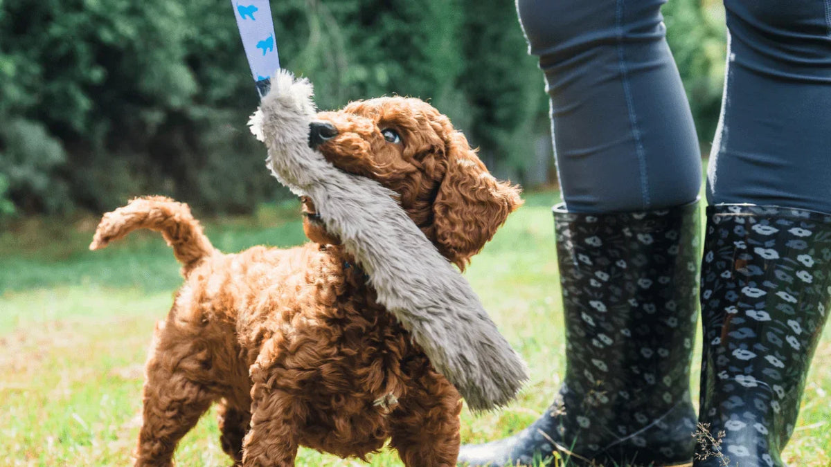Most Popular Dog Breeds Of 2025 Revealed (UK)