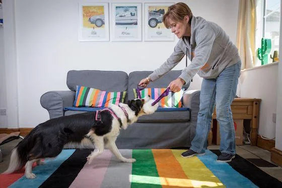 7 easy ways to teach your rescue dog to play