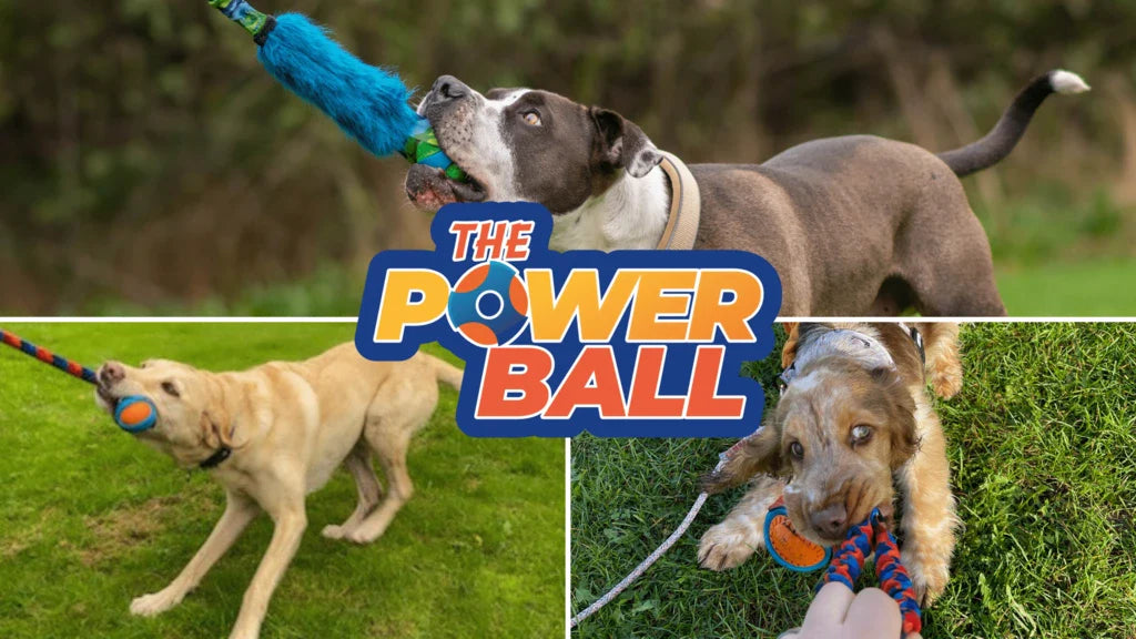 The Ultimate Dog Ball Toy: 3 Things You Should Know About Our PowerBall
