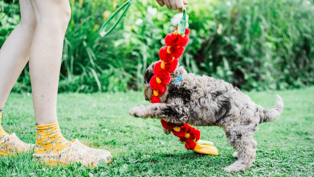 Puppy biting 101: How to stop puppy biting