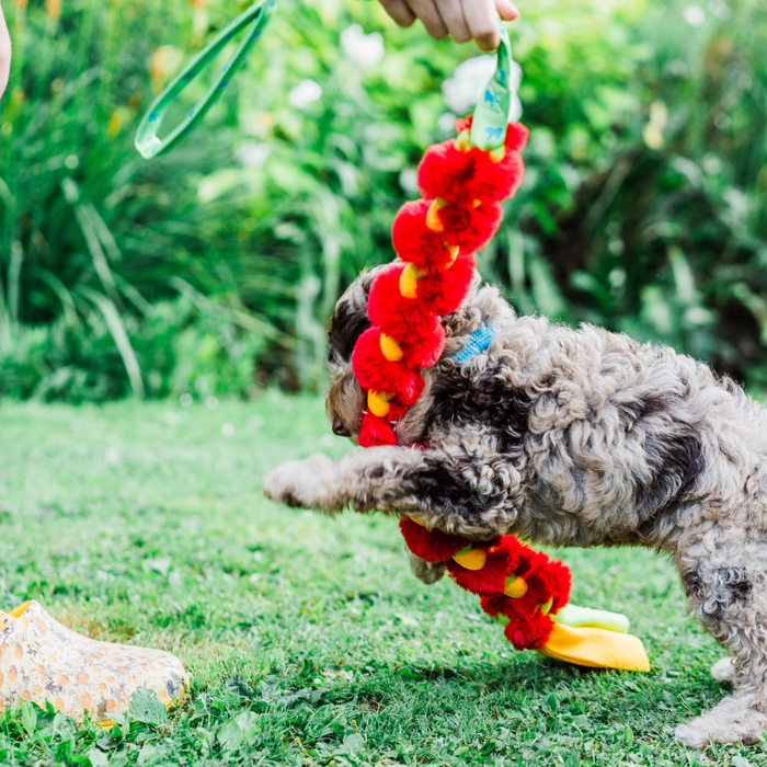 Puppy biting 101: How to stop puppy biting