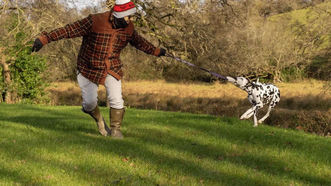 man and dalmation playing tuggy outdoors