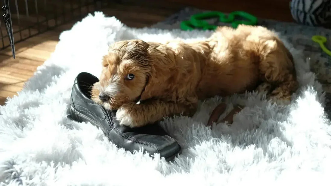Dog guarding a shoe