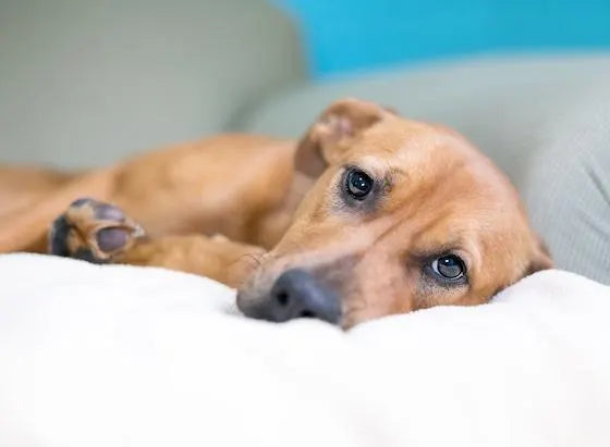 Do Dogs Get Depressed? Here are the signs to look out for…